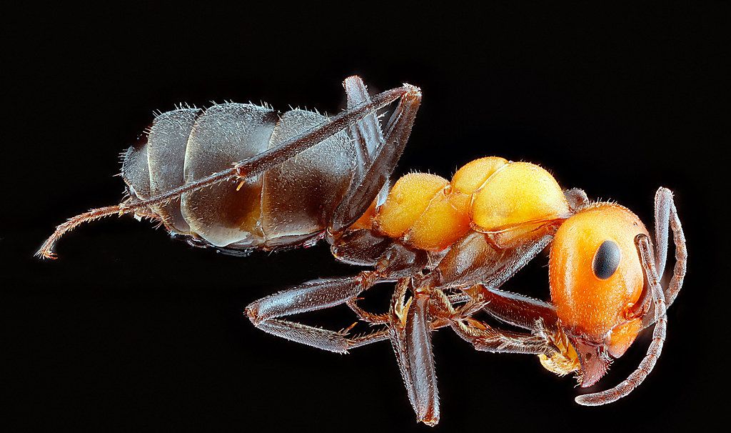 Ant Control service in Livermore, CA