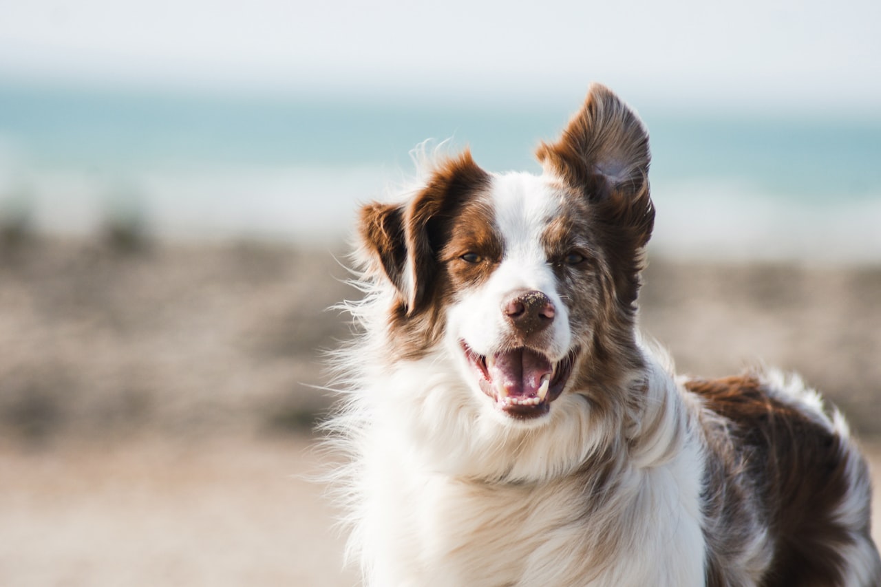 Flea & Tick Control service in Livermore, CA