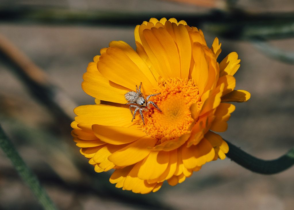 Spider Control service in Livermore, CA